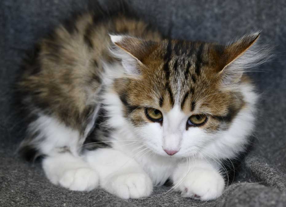 Sibirisk kattunge Gloria