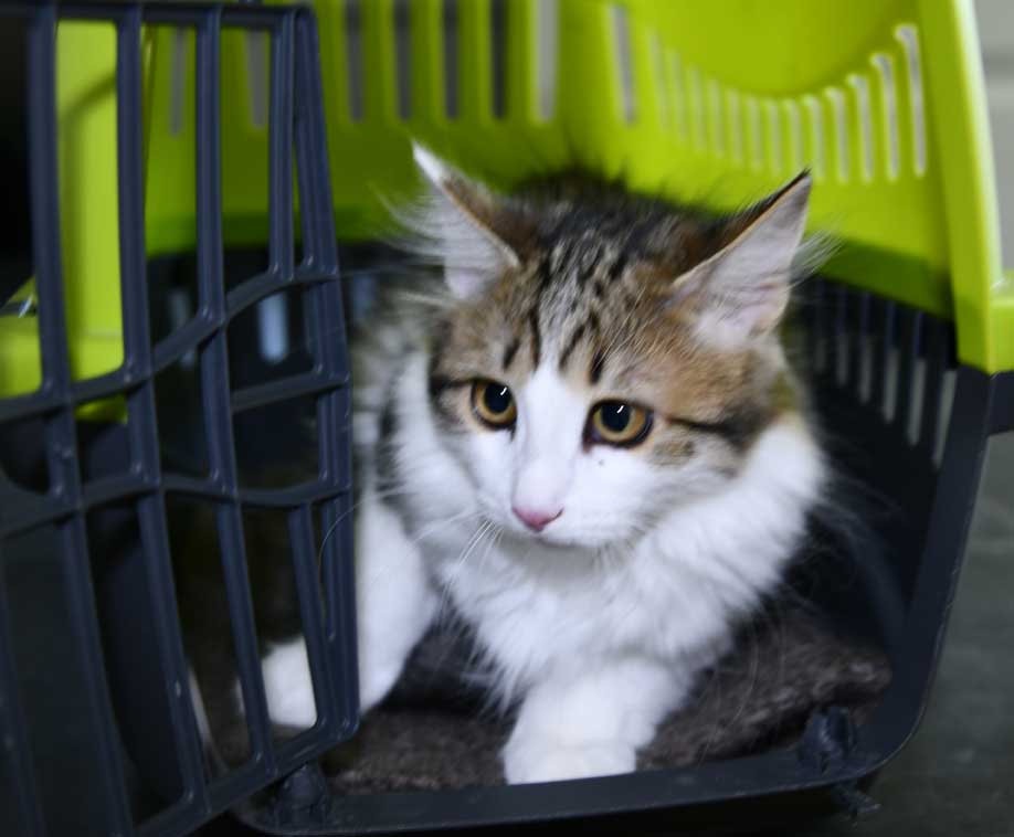 Sibirisk kattunge Gloria