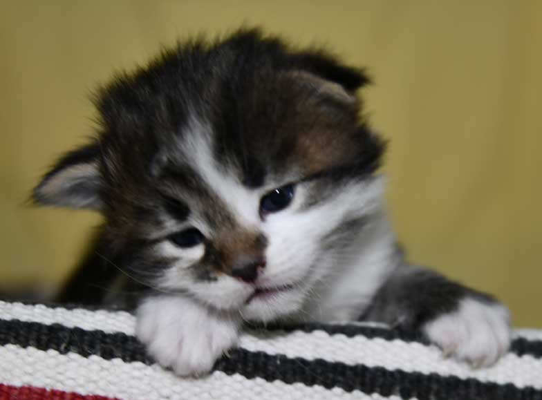 Sibirisk kattunge Juza