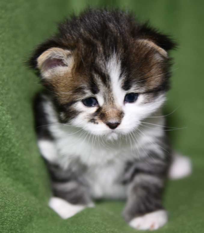 Sibirisk kattunge Juza