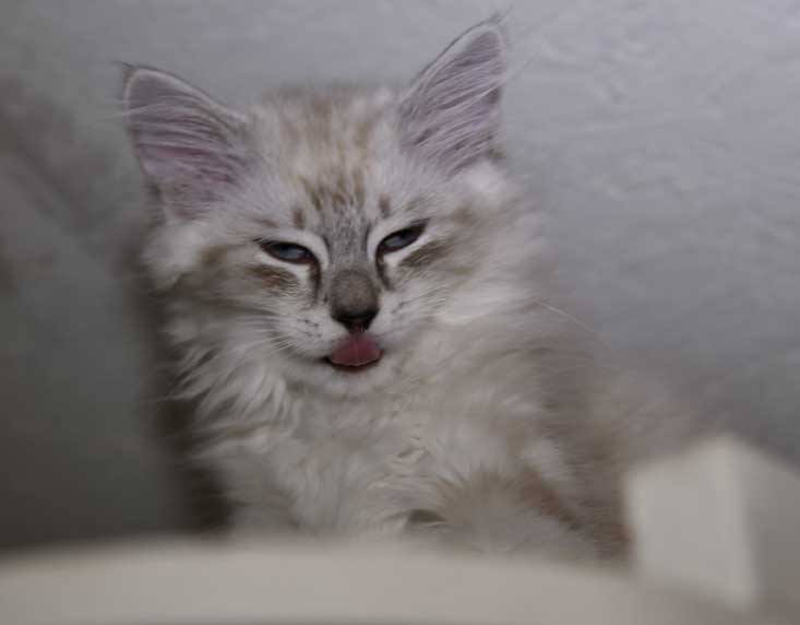 Neva Masquerade kattunge Hilkka