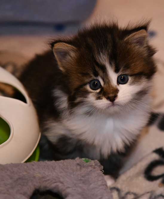 Sibirisk kattunge Juza