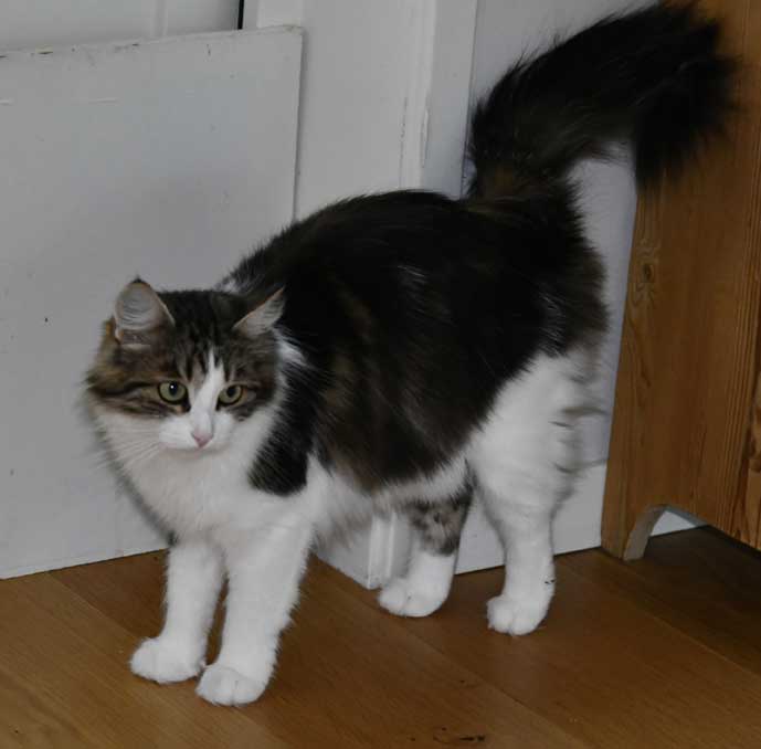 Sibirisk katt Vickie