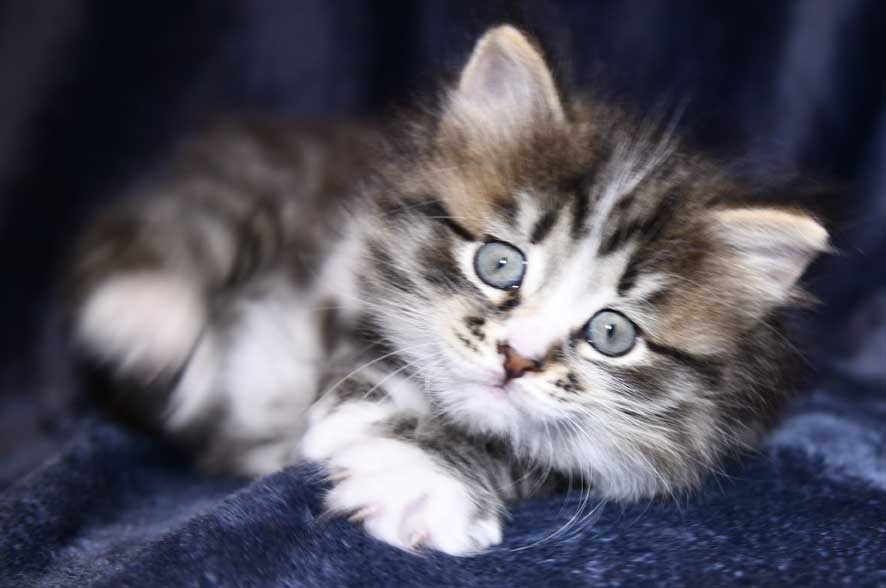 Sibirisk kattunge J3-kull