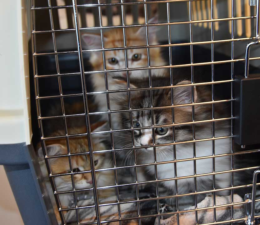 Sibirisk kattunge Jed o I3-kull