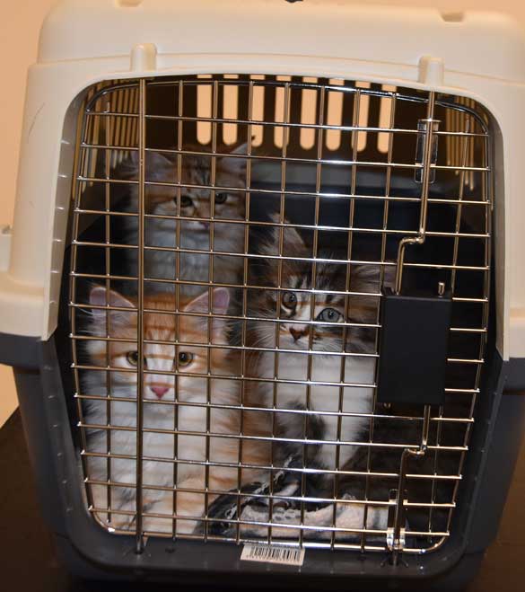 Sibirisk kattungar Jed o I3-kull