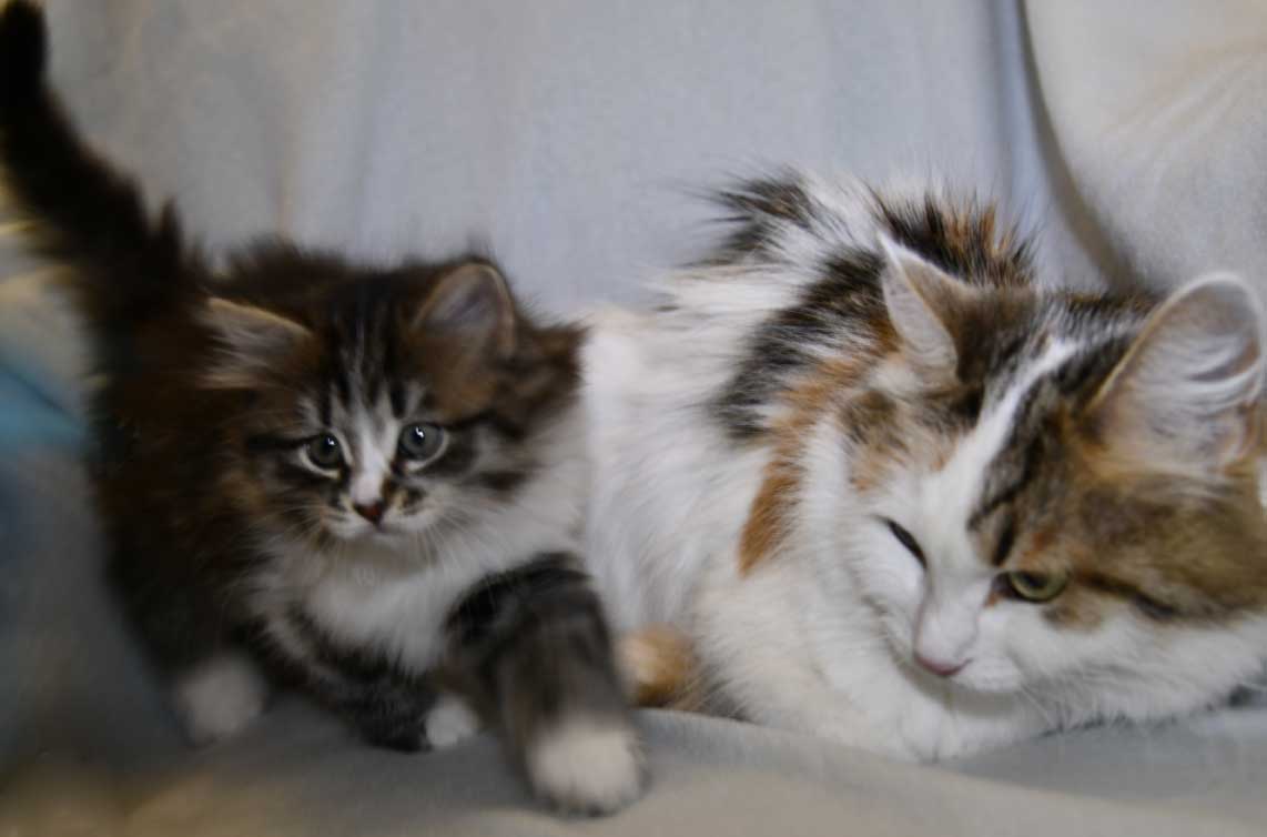 Sibirisk katt och kattunge J3-kull