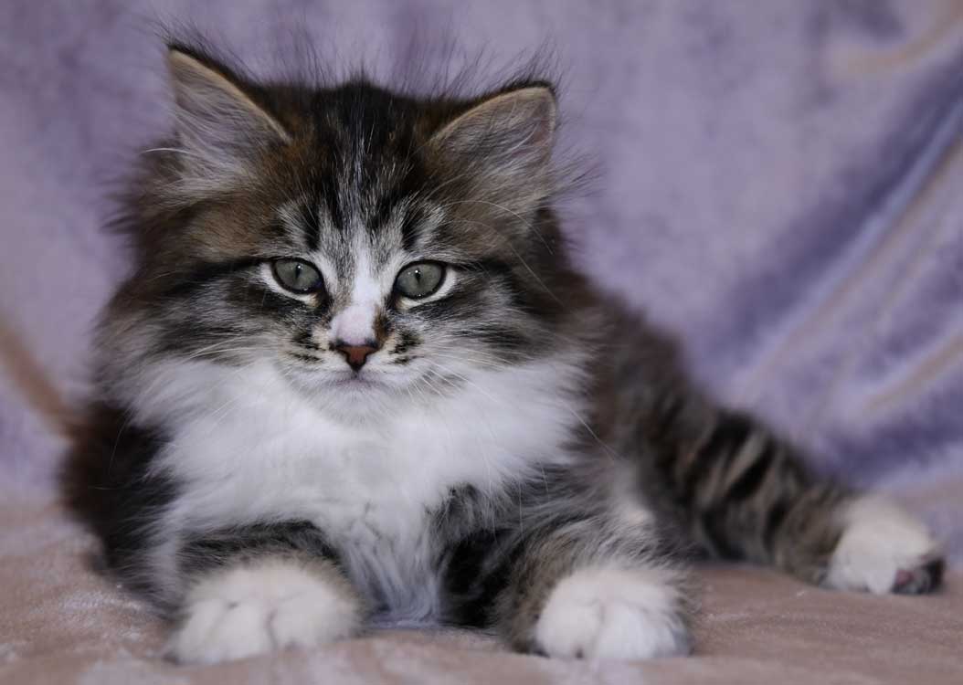 Sibirisk kattunge Jed