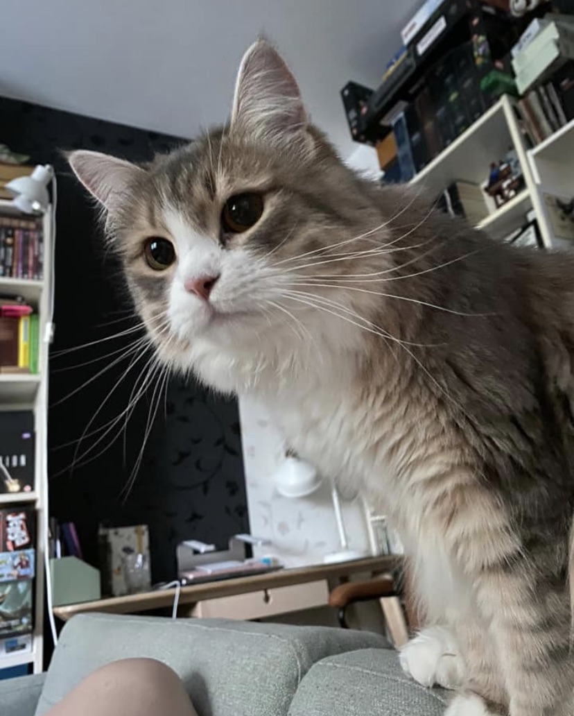 Sibirisk katt Fantasia