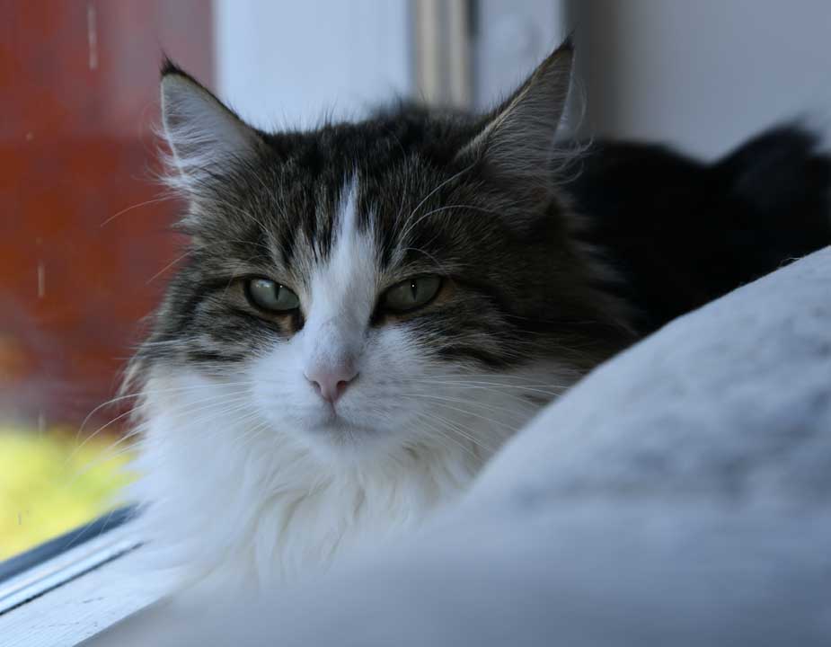 Sibirisk katt Vickie