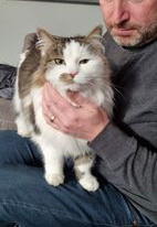 Sibirisk katt Baker