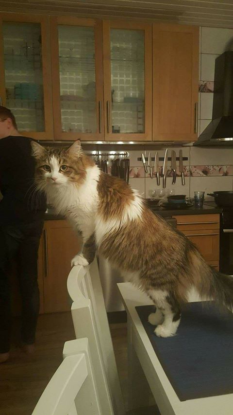 sibirisk katt Electra