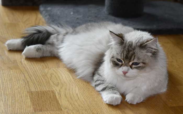 Neva Masquerade katt Whiffi