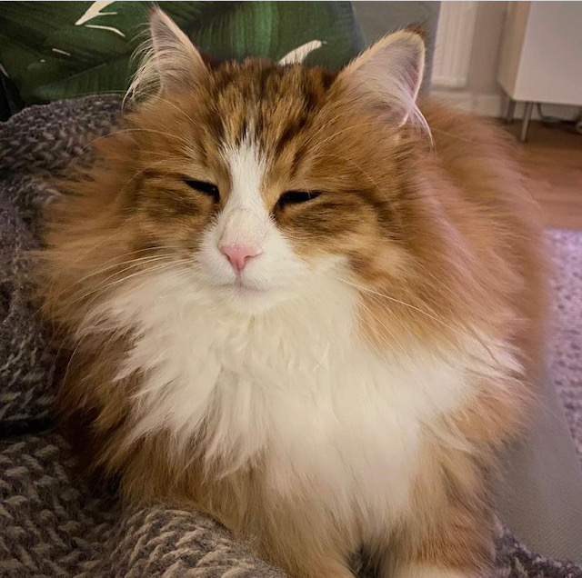 Sibirisk katt Ueta