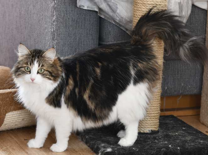 Sibirisk katt Vickie
