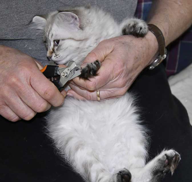 Neva Masquerade kattunge Kate