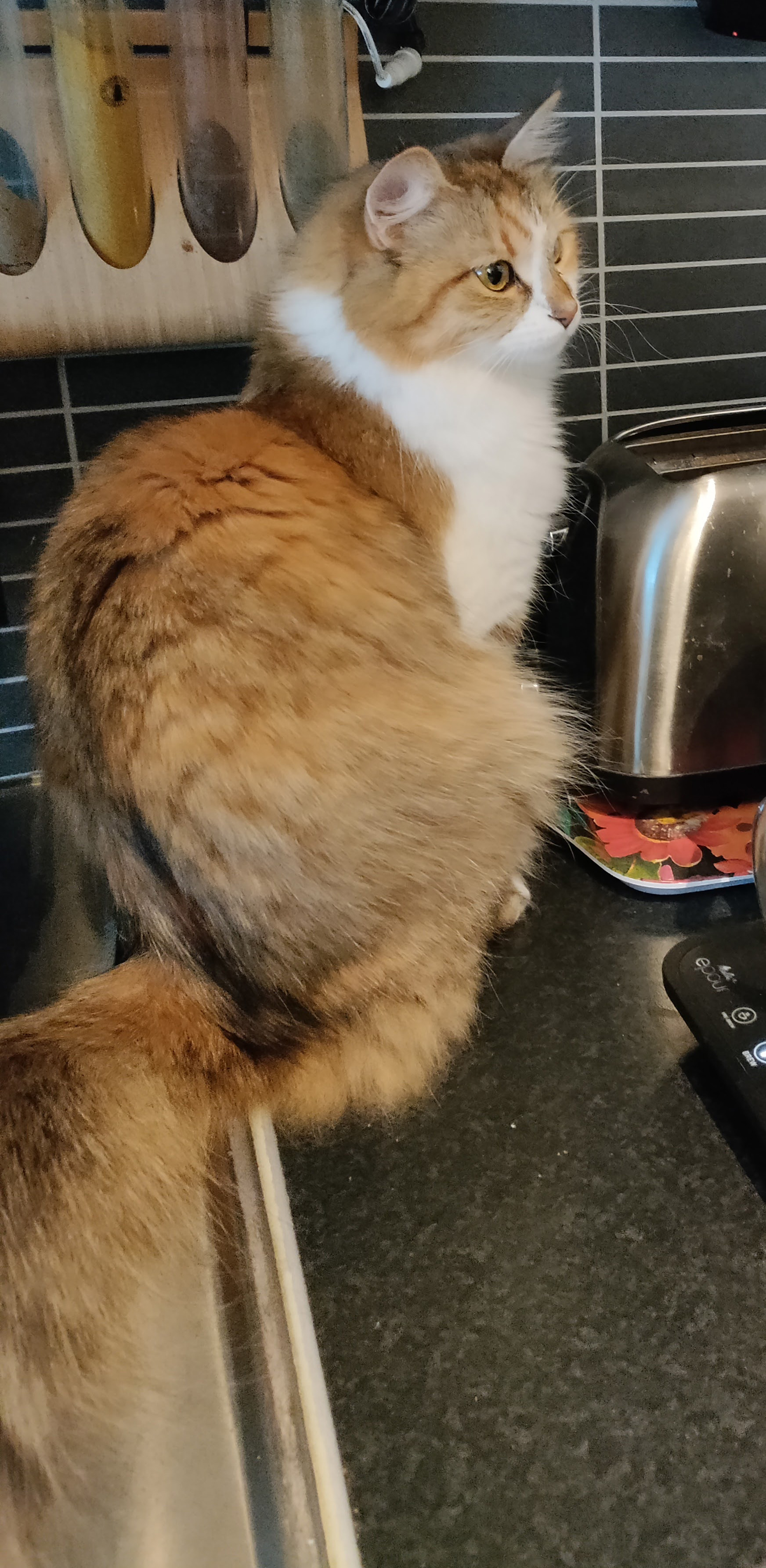 Sibirisk katt Ebella