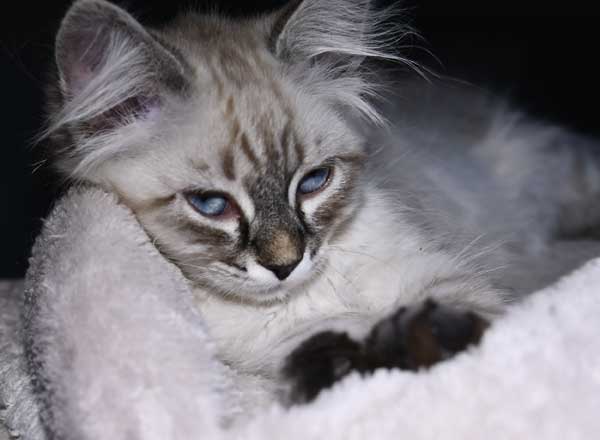 Neva Masquerade kattunge Kira
