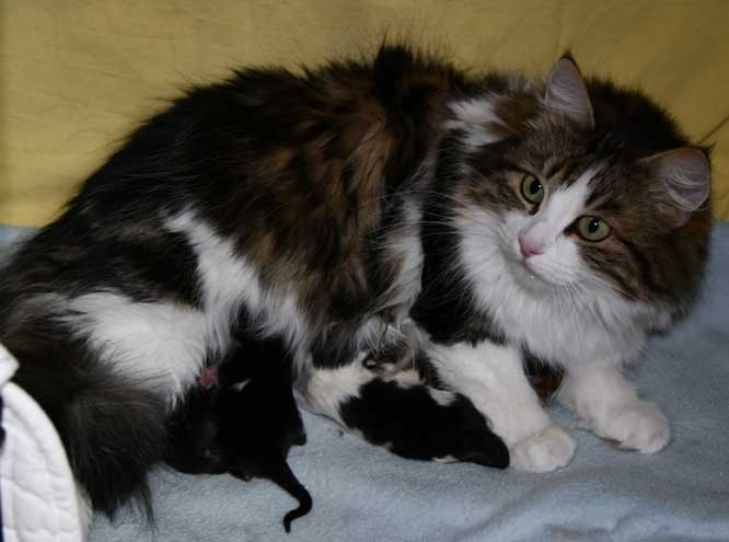 Sibirisk katt o kattungar