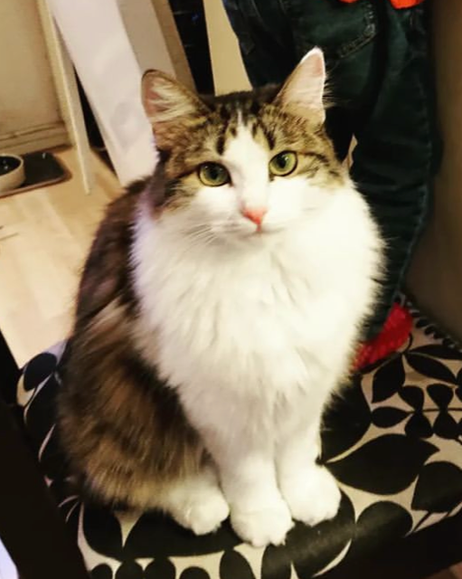 Sibirisk katt Garlena