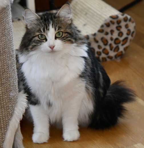 Sibirisk katt Vickie