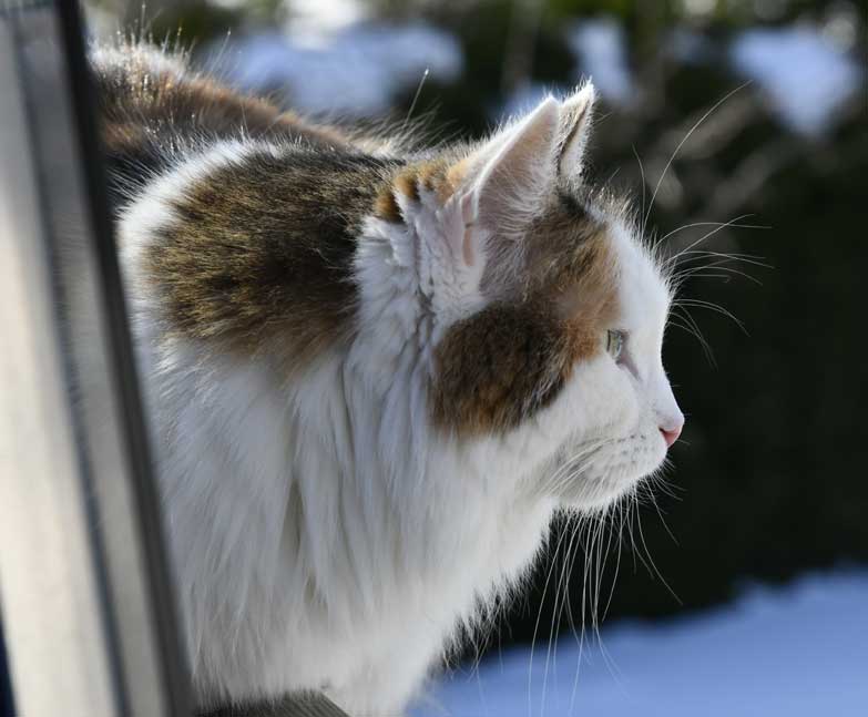 Sibirisk katt Uni