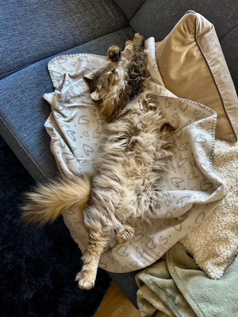 Sibirisk katt Vincente