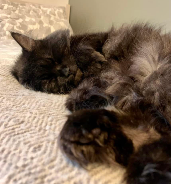 Sibirisk katt Zoya
