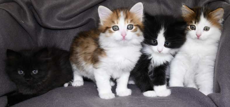 Sibirisk kattungar L3-kull
