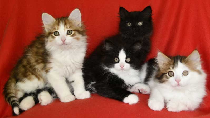 Sibirisk kattungar L3-kull