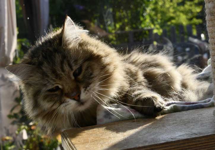 Sibirisk katt Gabbie