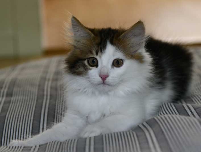 Sibirisk kattunge Lyman