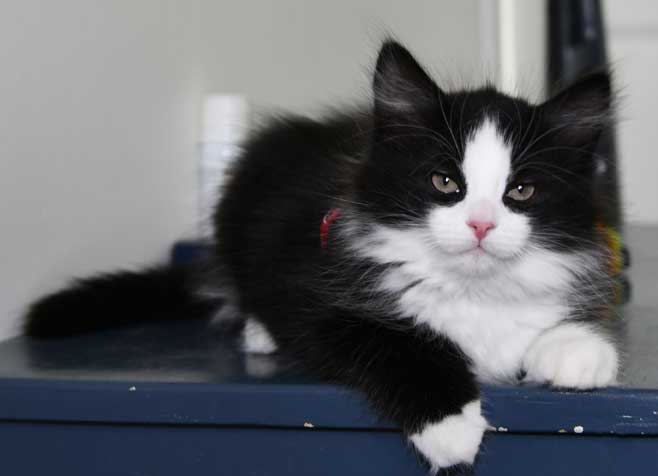 Sibirisk kattunge Lewis
