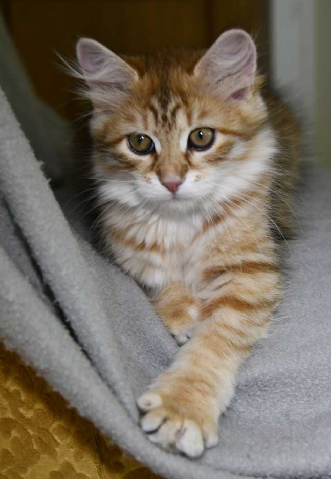 Sibirisk kattunge Mneme