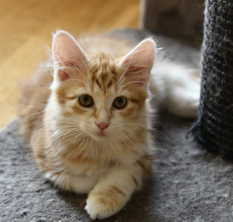 Sibirisk kattunge Metis