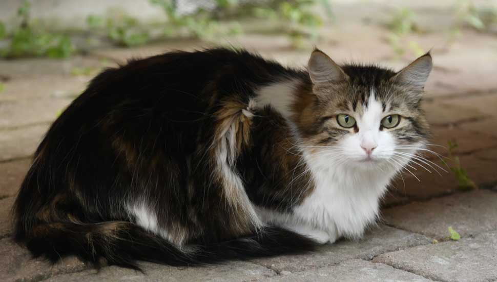Sibirisk katt Vickoe
