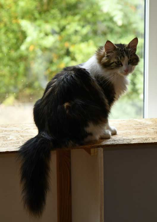 Sibirisk katt Vickie