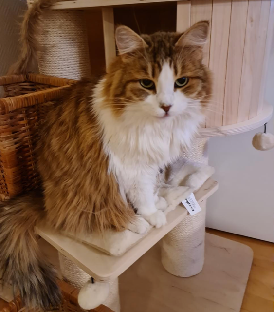 Sibirisk katt Valina