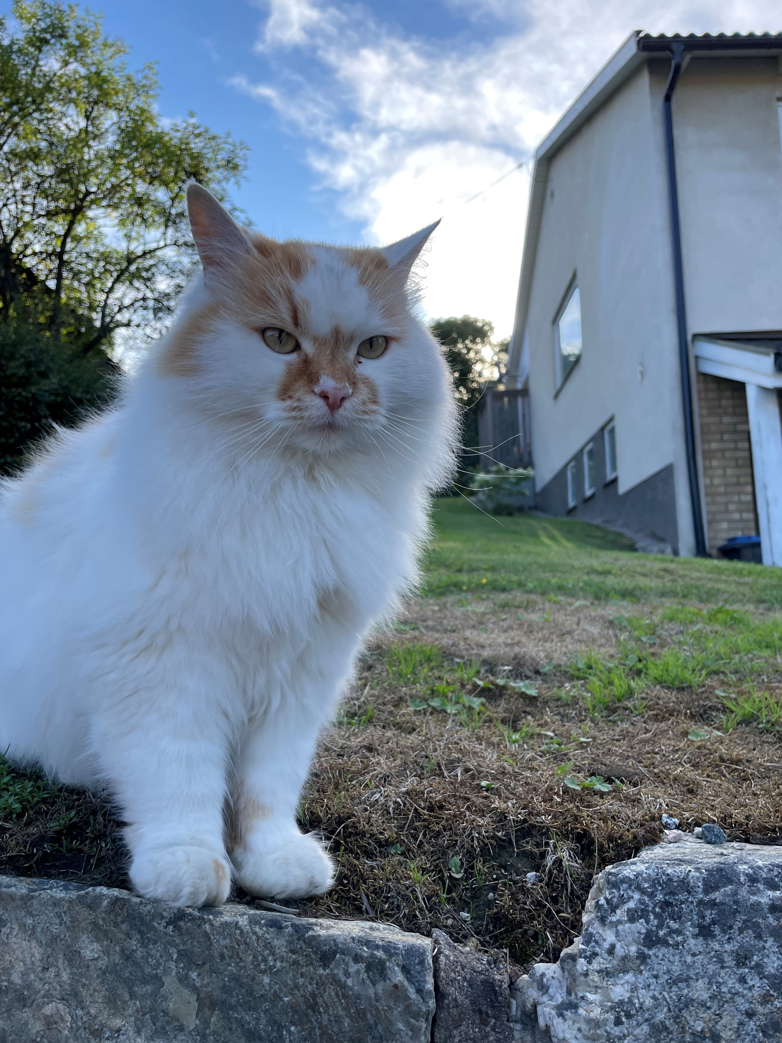 Sibirisk katt Yoorii