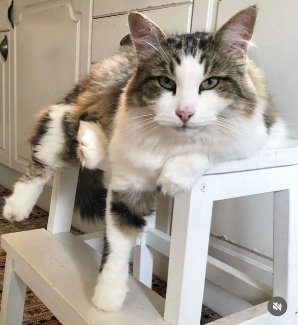 Sibirisk katt Hubble