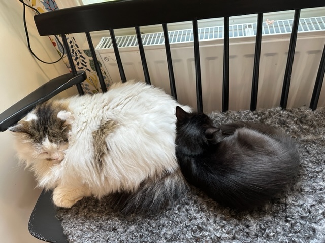 Sibirisk katt Avior Lowell