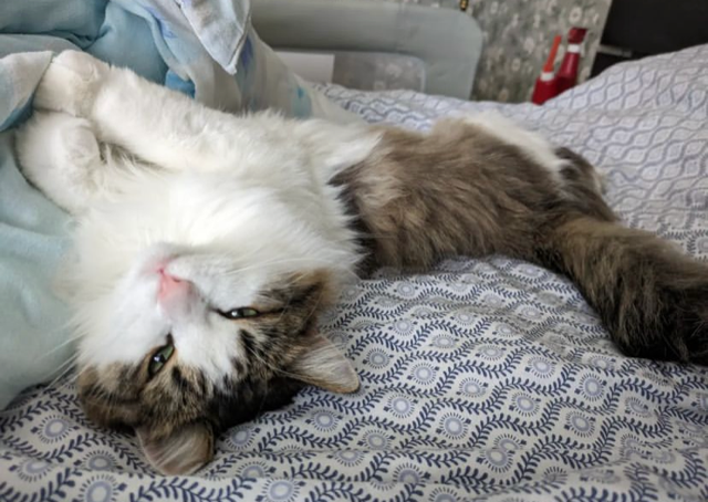 Sibirisk katt Garlena