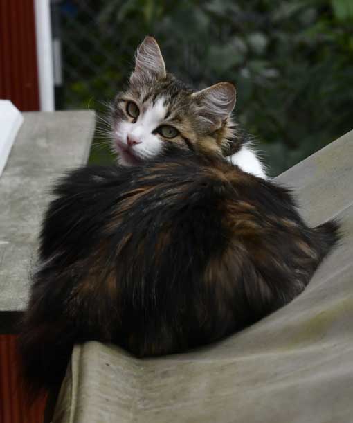 Sibirisk katt Vickie