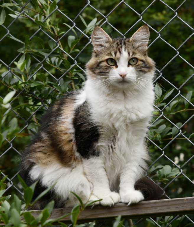 Sibirisk katt Vickie