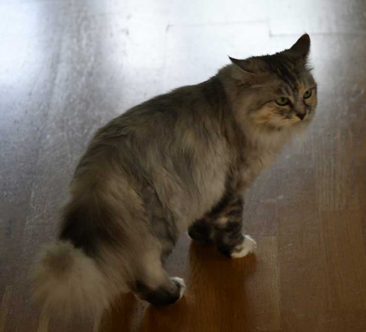 Sibirisk katt Zinnie