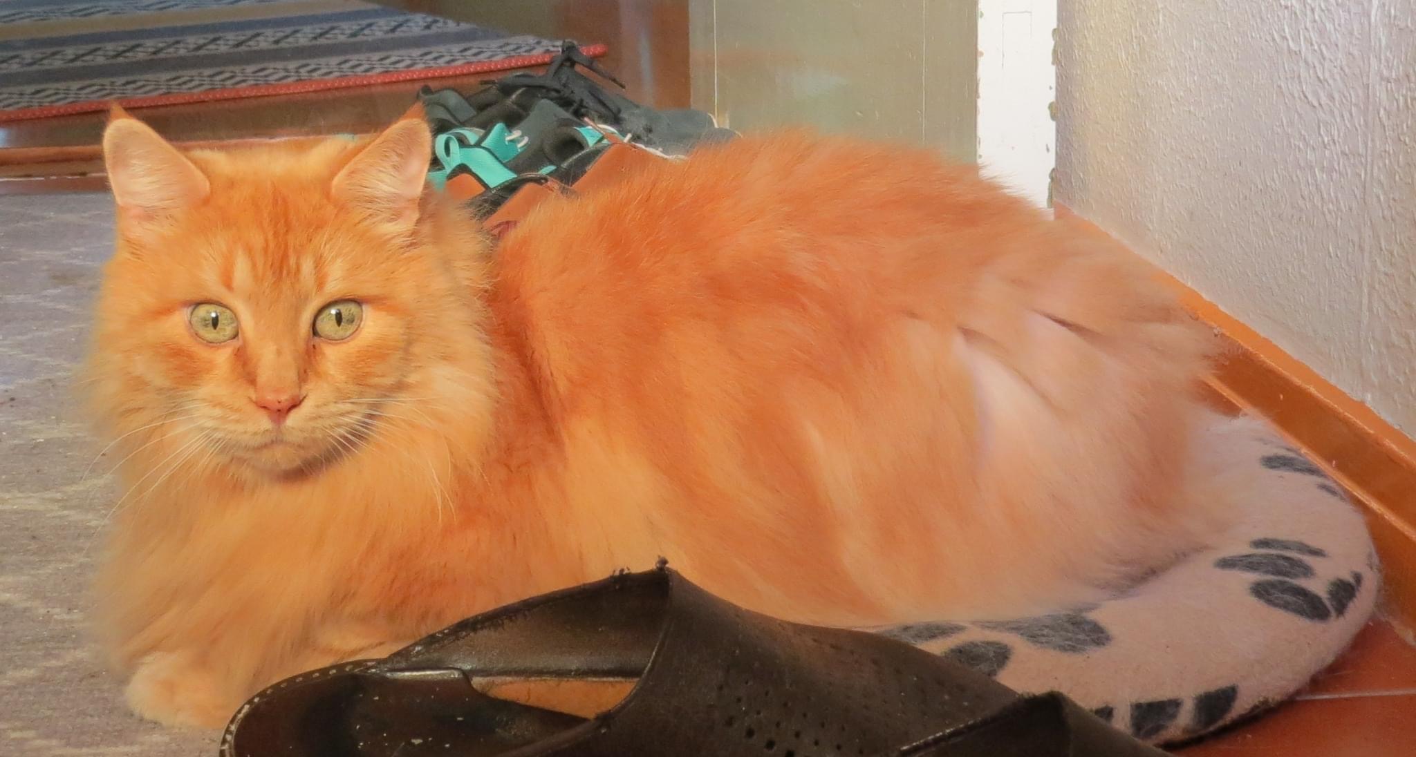 Sibirisk katt Hercules