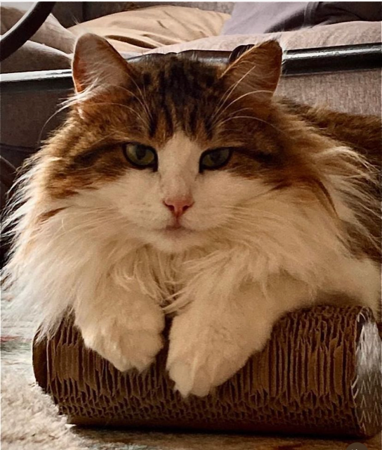 Sibirisk katt Gloria
