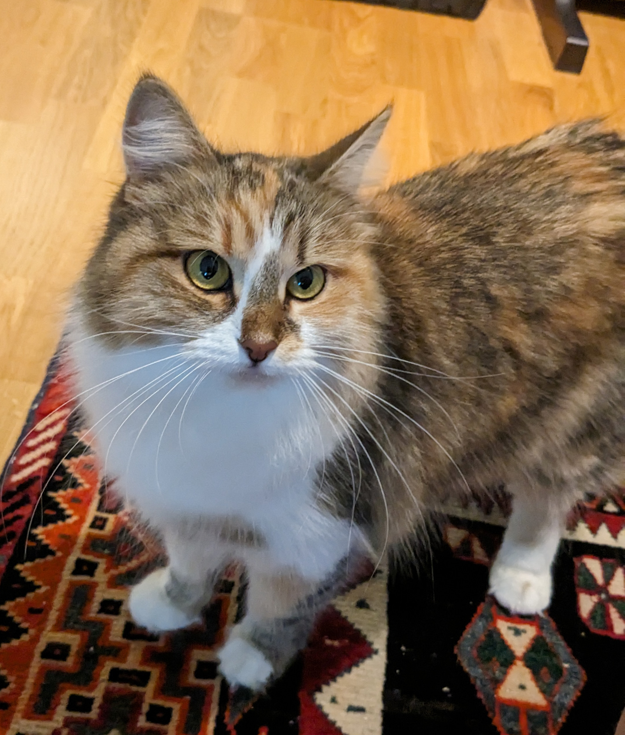 Sibirisk katt Ebella