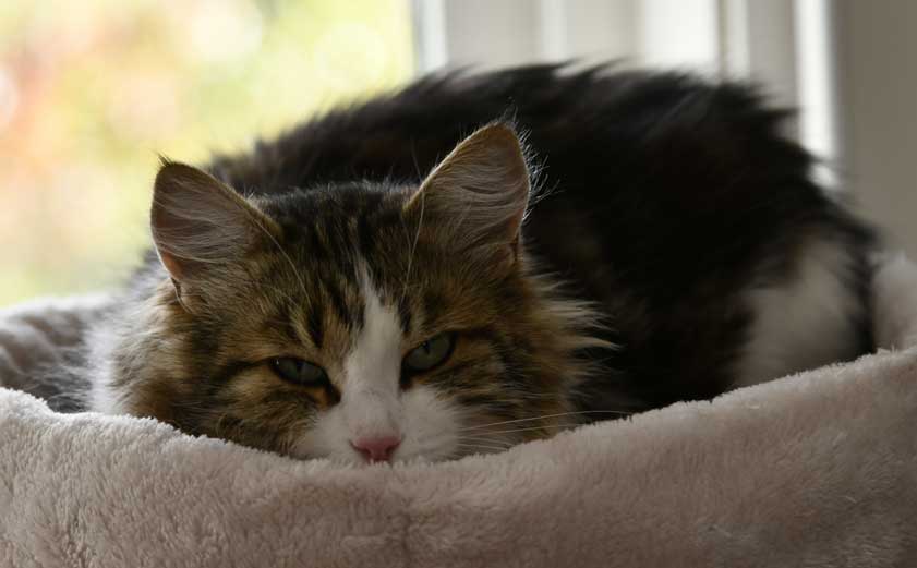 Sibirisk katt Vickie