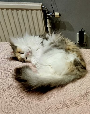 Sibirisk katt Gamma